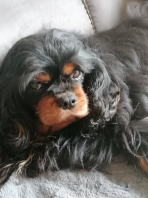 Étalon Cavalier King Charles Spaniel - Rose noire De La Maison D'herbouville