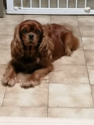 Étalon Cavalier King Charles Spaniel - Roxane du royaume des cavaliers valaisans
