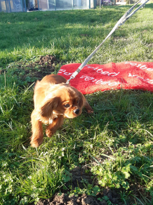Étalon Cavalier King Charles Spaniel - Arthemis Du clos de larpege