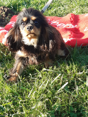 Étalon Cavalier King Charles Spaniel - Athena Du clos de larpege
