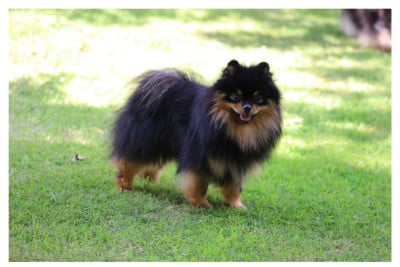 Vulcania zorro est arrive Des gardiens D'hadè