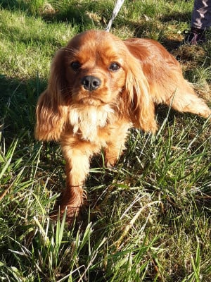 Étalon Cavalier King Charles Spaniel - Apollon Du clos de larpege