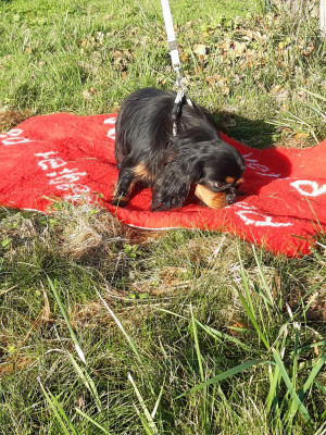Étalon Cavalier King Charles Spaniel - Very small De la geode