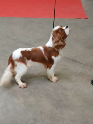 Étalon Cavalier King Charles Spaniel - UGARAL De La Maison D'herbouville