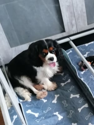 Étalon Cavalier King Charles Spaniel - Rodha scott De La Maison D'herbouville