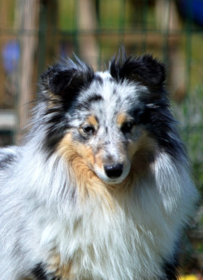 Étalon Shetland Sheepdog - Ti bout miss COCO Du Grand Champ D' Aubertans