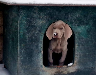 Étalon Braque de Weimar - Austin Du Cercle De Léma