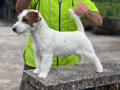 Étalon Jack Russell Terrier - aikiwa KENZO