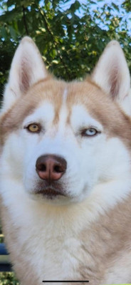 Étalon Siberian Husky - RAYKO des rèves polaires