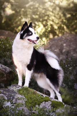 Étalon Laika de iakoutie - Siska de l'eden des shokou