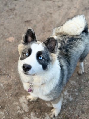 Étalon Laika de iakoutie - Abelia A Valli Di A Zampata