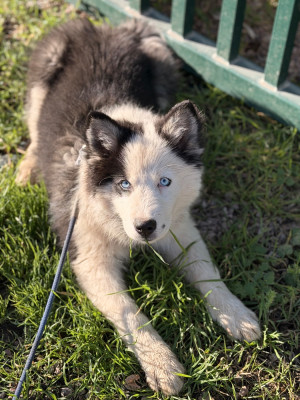 Étalon Laika de iakoutie - Dust Of Snow A Sunshine Ray