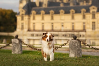 Étalon Berger Américain Miniature - Blue witch Versailles