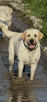 Twinie Of My Melody Of Dreams