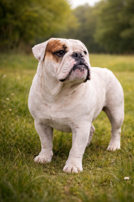 Étalon Bulldog Anglais - Ventouse Land van mechelaar