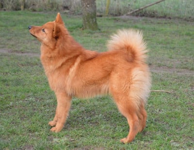 Étalon Spitz Finlandais - kroytsberg Aymie moonlight