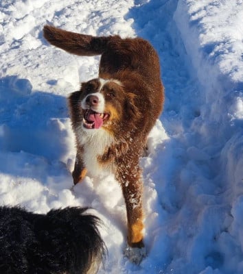 Étalon Berger Australien - TIVA Du champ de l'ormeau