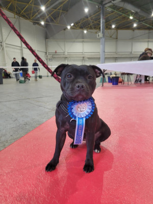 Étalon Staffordshire Bull Terrier - Update My Heart de la Roche de l'Empereur