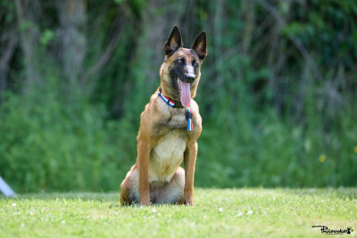 Étalon Berger Belge - Schihiro Du Domaine De Carjac