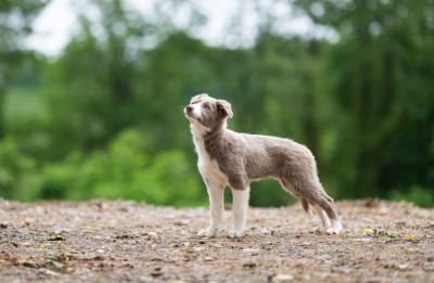 Étalon Border Collie - Akane Akitsu Du Domaine De La Fauvette