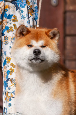 Étalon Akita - Hokuto maru zipangu