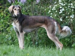 Étalon Saluki - Tâdj Mahâl Jala-kamila