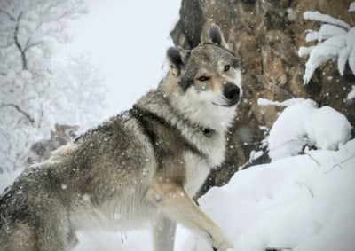 Étalon Chien-loup tchecoslovaque - Vanhelsing Urahurah (Sans Affixe)