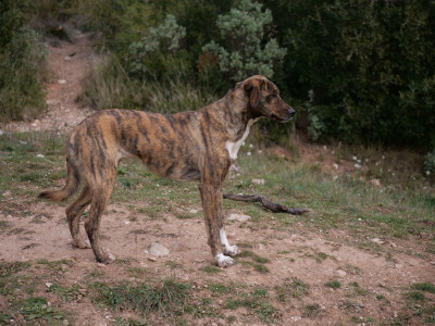 Étalon Cursinu - UBAYE Du Mont Venturi