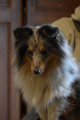 Étalon Shetland Sheepdog - Adishatz De La Terre De Neaure