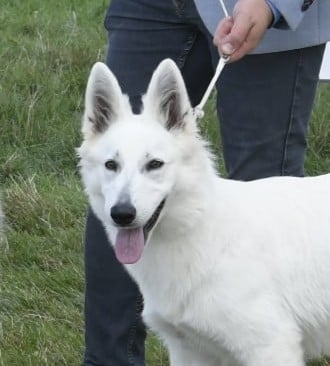 Étalon Berger Blanc Suisse - Asena Du Domaine De La Heidenkirche