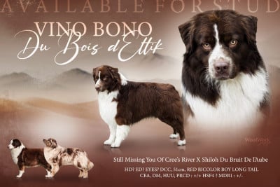 Étalon Berger Australien - Vino Bono Du Bois D’Eltik