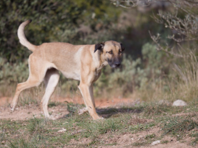 Étalon Cursinu - ULIES Du Mont Venturi