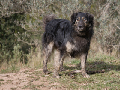 Étalon Cursinu - URUS Du Mont Venturi