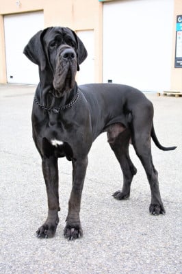 Vador Au Royaume De Leyla