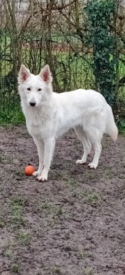 Étalon Berger Blanc Suisse - Akany Legends of Marwarita De La Légende Boréale