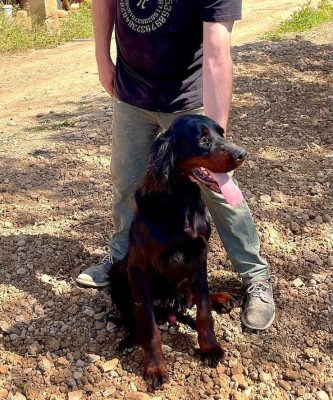 Étalon Setter Gordon - Rio Des plaines dauxeenes