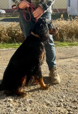 Étalon Setter Gordon - Uma De La Source De Mary