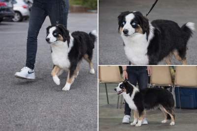 Étalon Berger Américain Miniature - ARROW DE LA GALAXIE D ELFIE De La Galaxie D'Elfie