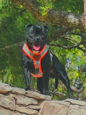 Étalon Staffordshire Bull Terrier - Vasko The Little Staffy Valley