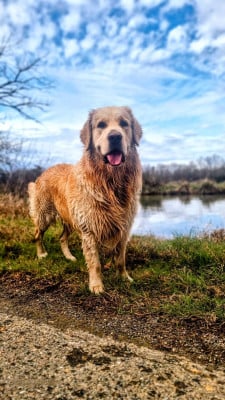 Étalon Golden Retriever - Tao De La Lagune De Montdesir