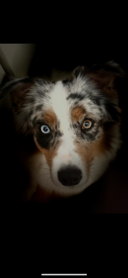 Étalon Berger Australien - VIP Airéa River Land Stars