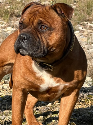 Étalon Staffordshire Bull Terrier - Taumato De La Furia Roja