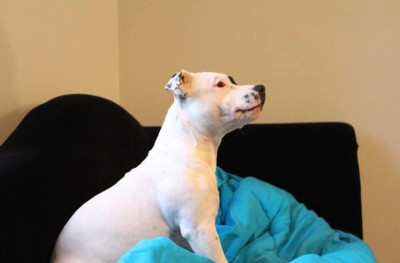 Étalon Staffordshire Bull Terrier - Oprah winffrey Des Merveilles D'Isia