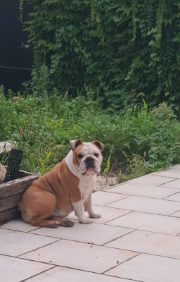 Étalon Bulldog Anglais - Ursula Shamrock Cottage