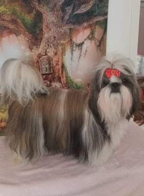 Étalon Shih Tzu - CH. VALENTINE De hillsbury
