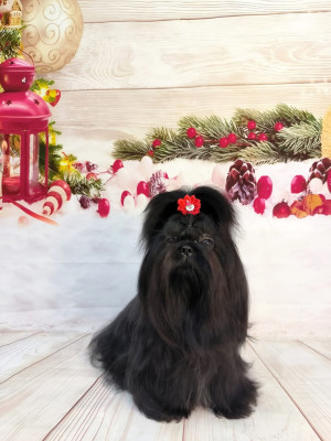 Étalon Shih Tzu - TIFFANI BLACK PEARL Du Royaume Des Sacrés