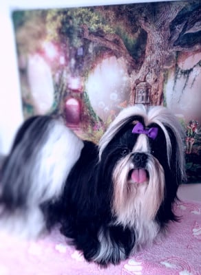 Étalon Shih Tzu - Teenangel TRICK OR TREAT
