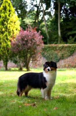 Étalon Berger Australien - alcazar dream lalique at heimsenda