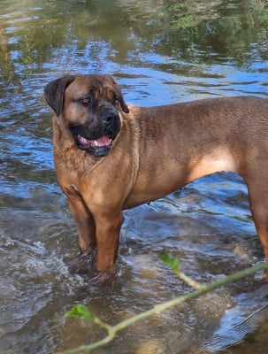 Étalon Cane Corso - Harley Quinn Freccia Al Cuore