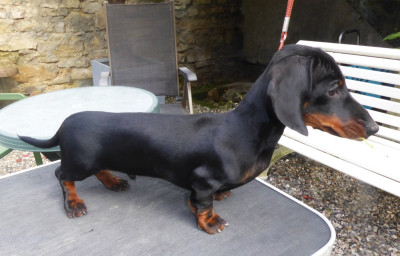 Étalon Teckel poil ras - Devils Rock Attila